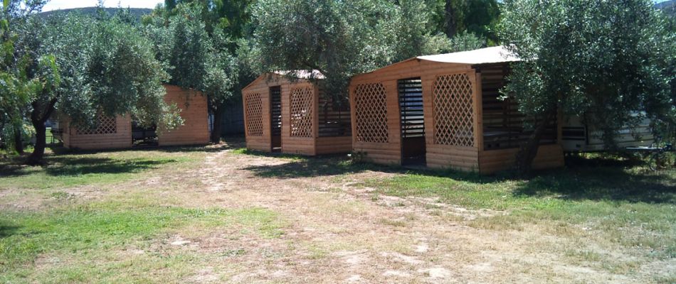 περιοχή με ελαιόδεντρα